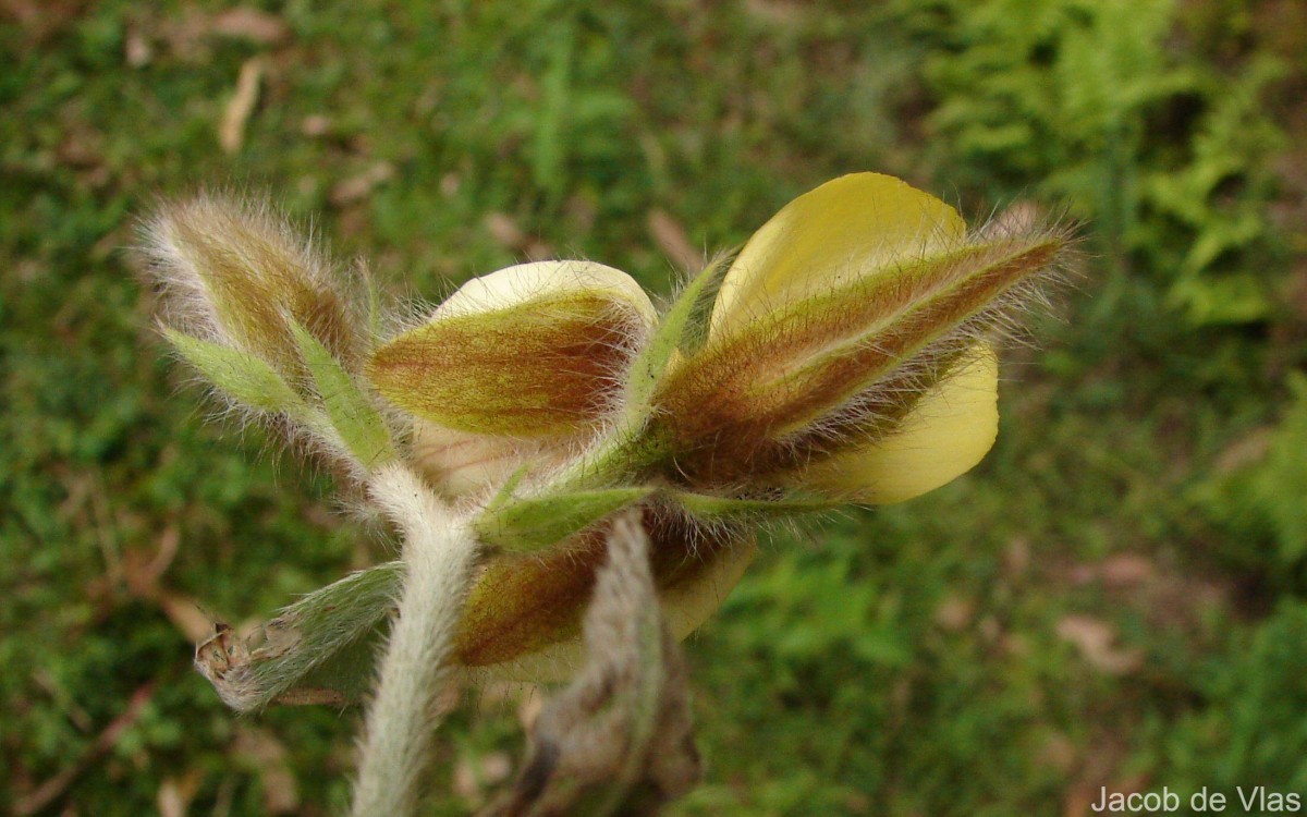 Crotalaria calycina Schrank